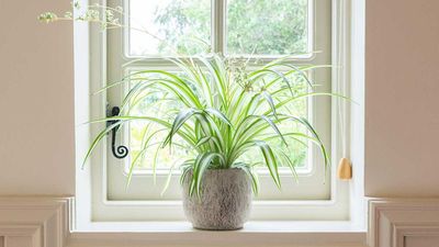 Where to Place a Spider Plant for Positive Feng Shui – The Exact Spots Experts say Boost Energy and Abundance