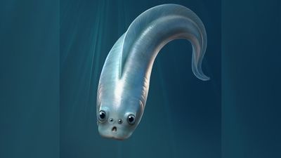 Our adorable, noodle-like ancestor had 4 eyes, half-a-billion-year-old fossils reveal