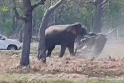 Elephant forced to mate attacks his owner