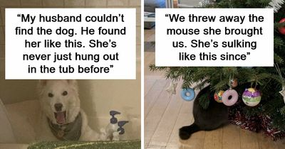 103 Endearingly Derpy Animals That Can Brighten Even The Worst Day (New Pics)