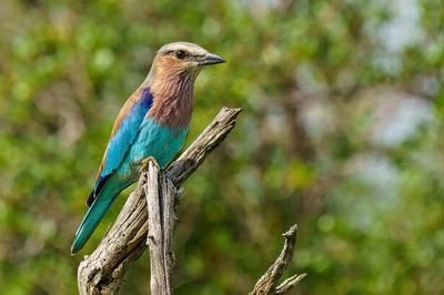 Indian Roller: The Colorful Bird of India Folklore