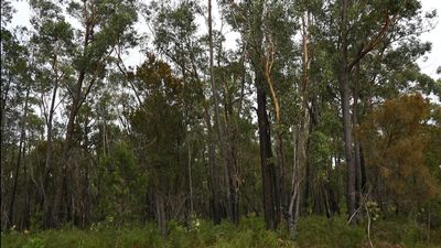 Alcoa slugged millions over illegal forest clearing