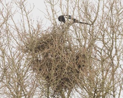 Country diary: Persistence and confusion – this is how magpies build their nest