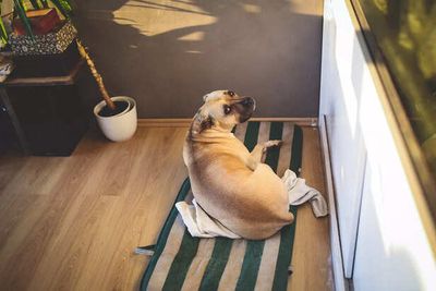 The Closed Door Mystery: Why Some Pets Refuse To Enter Certain Rooms
