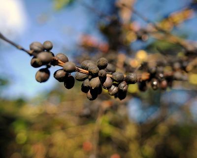 Coffee-growing countries becoming too hot to cultivate beans, analysis finds