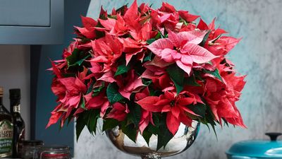 What Your Poinsettia Actually Needs in February to Stay Alive, Thrive, and Bloom Again