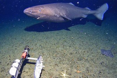 Shark caught on camera in Antarctica’s icy waters