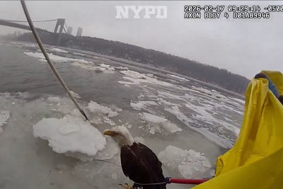 Police save injured bald eagle stranded on ice