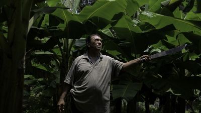 Nicaraguan banana workers poisoned by pesticides lose appeal in France