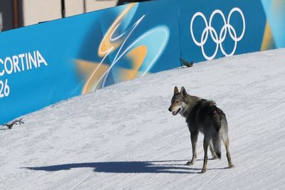 Husky or wolf? Dog gatecrashes team cross country to steal show at Winter Olympics