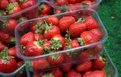 Britain facing shortage of strawberries after storms wipe out crops