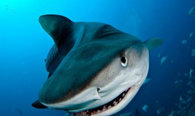 Unprovoked shark attacks up sharply in 2025, with 12 human deaths worldwide