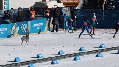 Dog Joins Olympic Cross-Country Ski Race Near Finish Line, Fails to Medal
