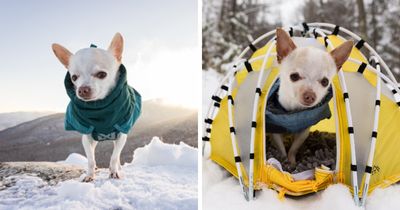 30 Images Of My Tiny Chihuahua Surviving Winter And Stealing Hearts