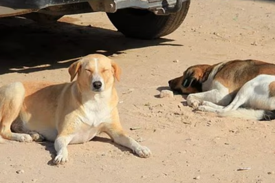 Morocco accused of culling stray dogs ahead of Fifa World Cup 2030