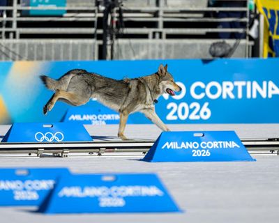Very good dog invades course but falls short of medal glory at Winter Olympics