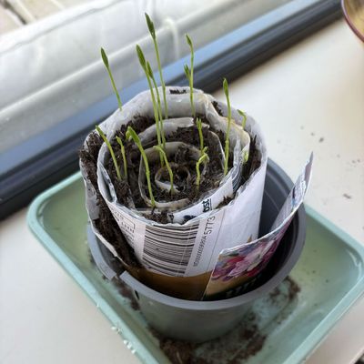 This seed snail hack will maximise your windowsill’s growing potential – it's perfect for sowing sweet peas in small spaces