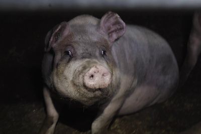 ‘Outdoor-bred’ RSPCA Assured pigs found ‘suffering and lame’ in farm barns