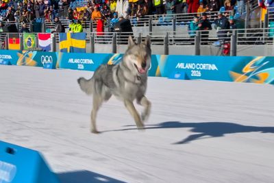 Loose dog makes Olympic cameo on the cross-country ski course at the Milan Cortina Games
