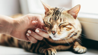Signs Your Cat Is Stressed and How to Help