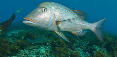 Plummeting fish numbers triggered controversial fishing bans in WA. But no-take zones could benefit fishers