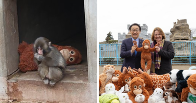 IKEA praised for generous gift to baby monkey Punch who went viral after mom abandoned him