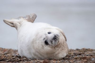 Record number of grey seal pups born at ex-military weapons testing site