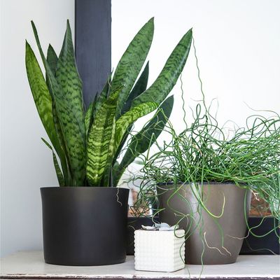 Where to place a snake plant according to Feng Shui to absorb negative energy and produce protective vibes