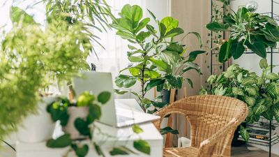 These 6 Yin and Yang Houseplants Could Transform the Energy in Your Home, Say Plant Experts