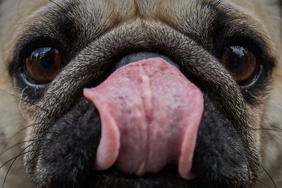 More dog breeds found to suffer from breathing condition similar to pugs