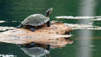 Indian Turtle: Species Diversity, Habitat and Conservation Importance