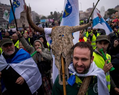 Beef and lamb get 580 times more in EU subsidies than legumes, study finds