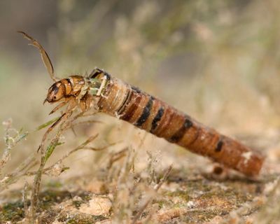 Country diary: Kneeling by the river, hoping the water is clean