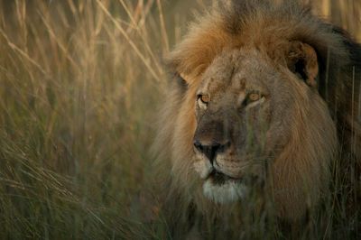 TV tonight: Cecil the lion who was killed by a trophy hunter