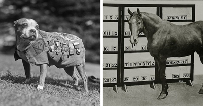 14 Photos Of Animals With Jobs From Times Gone By