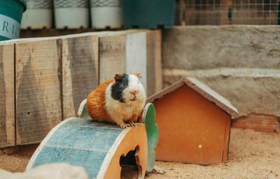 The Secret Language Of Guinea Pigs: How They Express Love, Comfort, And Stress