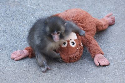 Internet falls for baby monkey Punch who clung to a plush toy after his mother abandoned him