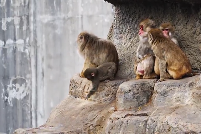 Abandoned baby monkey with plushy ‘mother’ finally finds new family as heartbreaking story goes viral