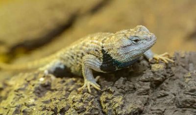 Why Reptiles Are Becoming Gen Z’s Most Unexpected Emotional Support Pets