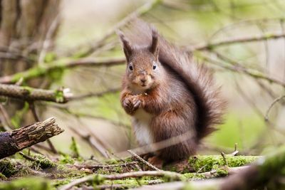 Campaign launched for endangered red squirrels to get emoji