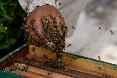 Indian cricket umpire dies after bees swarm local match