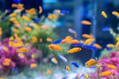 Why Gen Z and Millennials Are Totally Obsessed with Aquariums Right Now