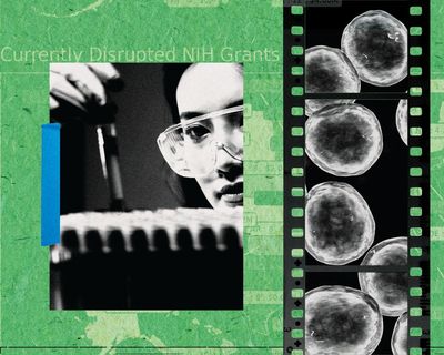 ‘We’re no longer attracting top talent’: the brain drain killing American science