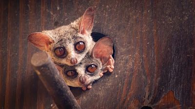 Canopy bridges and dog food bans: How can we protect the ‘near threatened’ bushbaby?