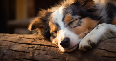 5 Reasons Your Dog Might Be Sad