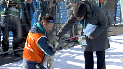 See A Very Good Boy Crash Olympics Ski Race In Sweet Viral Moment
