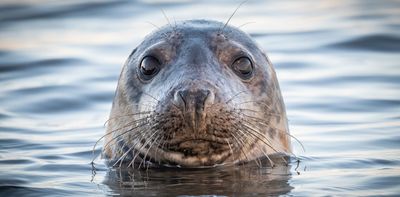 Endangered marine life is being caught in fishing nets, but it doesn’t need to be