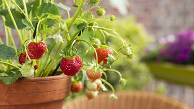 Don’t Let a Small Space Ruin Your Dreams of Homegrown Berries – I've Had Amazing Harvests From These 5 Easy-to-Grow Berries in Pots