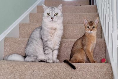 Cats could hold the key to understanding breast cancer