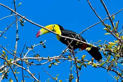 Rescue group in Las Vegas tries to catch a toucan that escaped its owner before it's too late